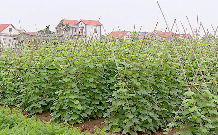 Đồng Cẩm trồng củ đậu theo tiêu chuẩn VietGAP